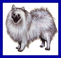 a well breed Japanese Spitz dog